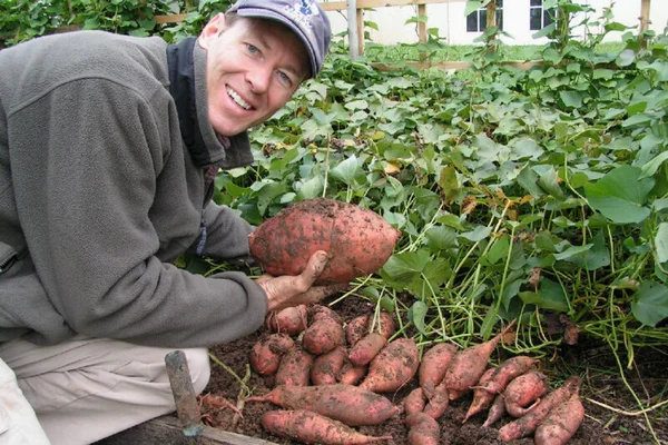 is sweet potato a superfood