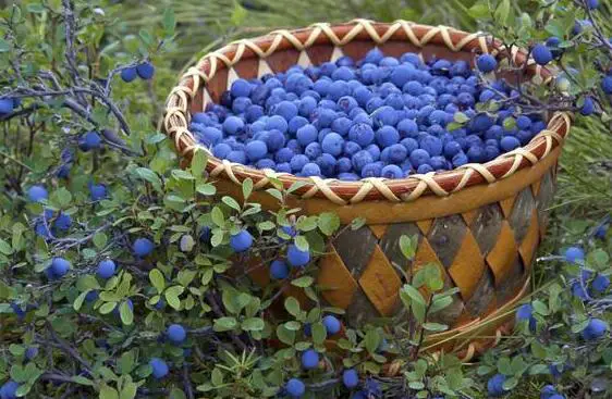 How Many Blueberries Should You Eat A Day