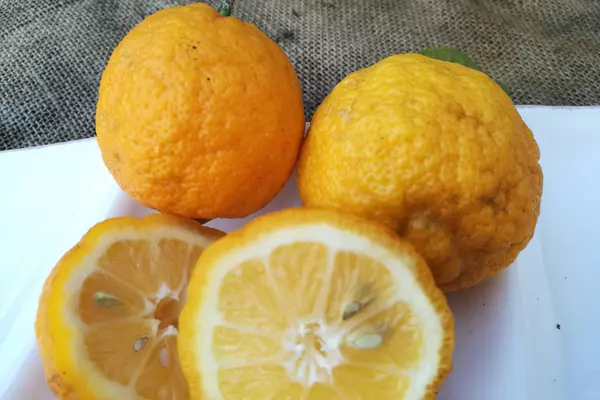 How To Tell If A Lemon Is Bad: Don't Get Sour - Naznin's Kitchen