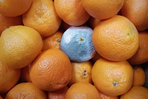 How To Tell If An Orange Is Bad