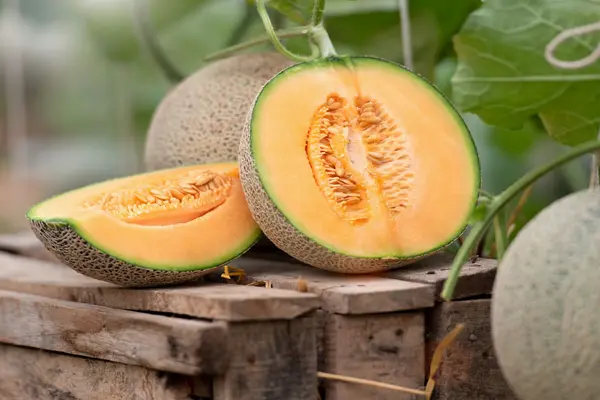 Is Cantaloupe Good For Diabetics