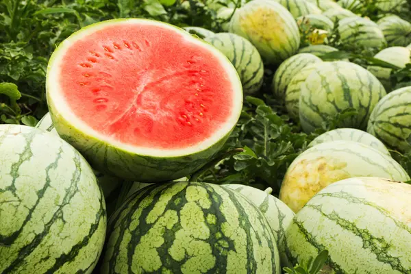 How To Tell If A Watermelon Is Ripe