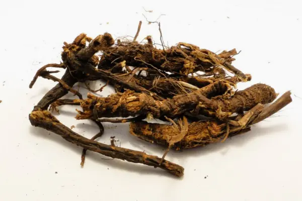 osha root tea recipe