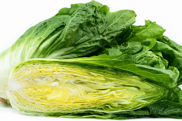 sugar loaf chicory recipe